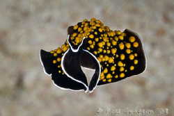 Flatworm (or is that Batworm) free swimming.  Ningaloo Re... by Ross Gudgeon 